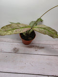 Hoya mitrata silver