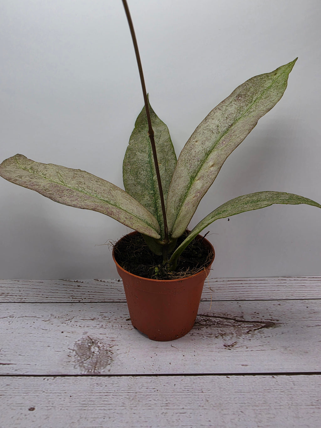 Hoya mitrata silver