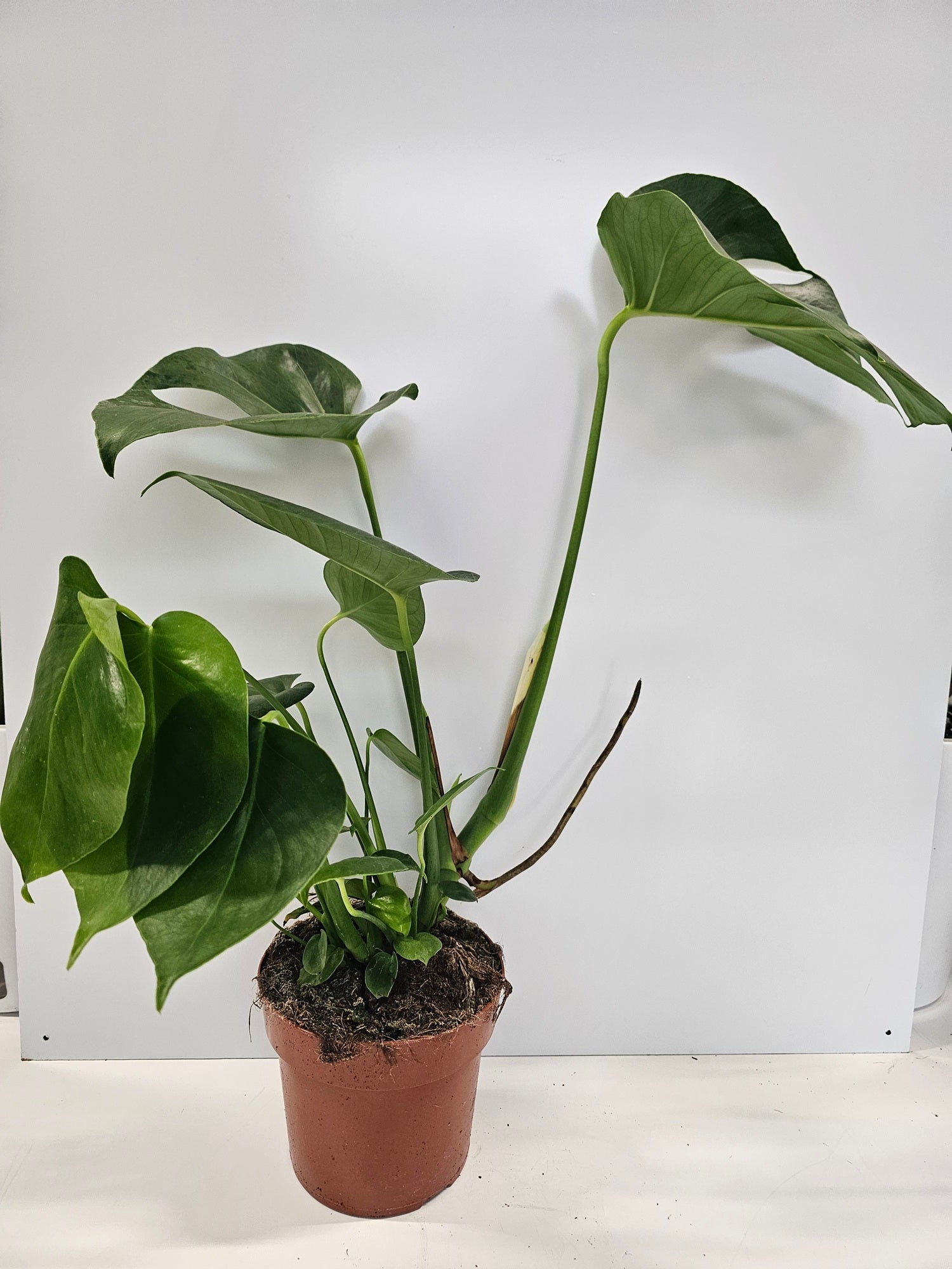 Monstera deliciosa