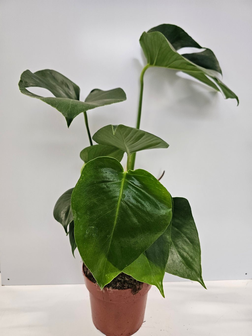Monstera deliciosa
