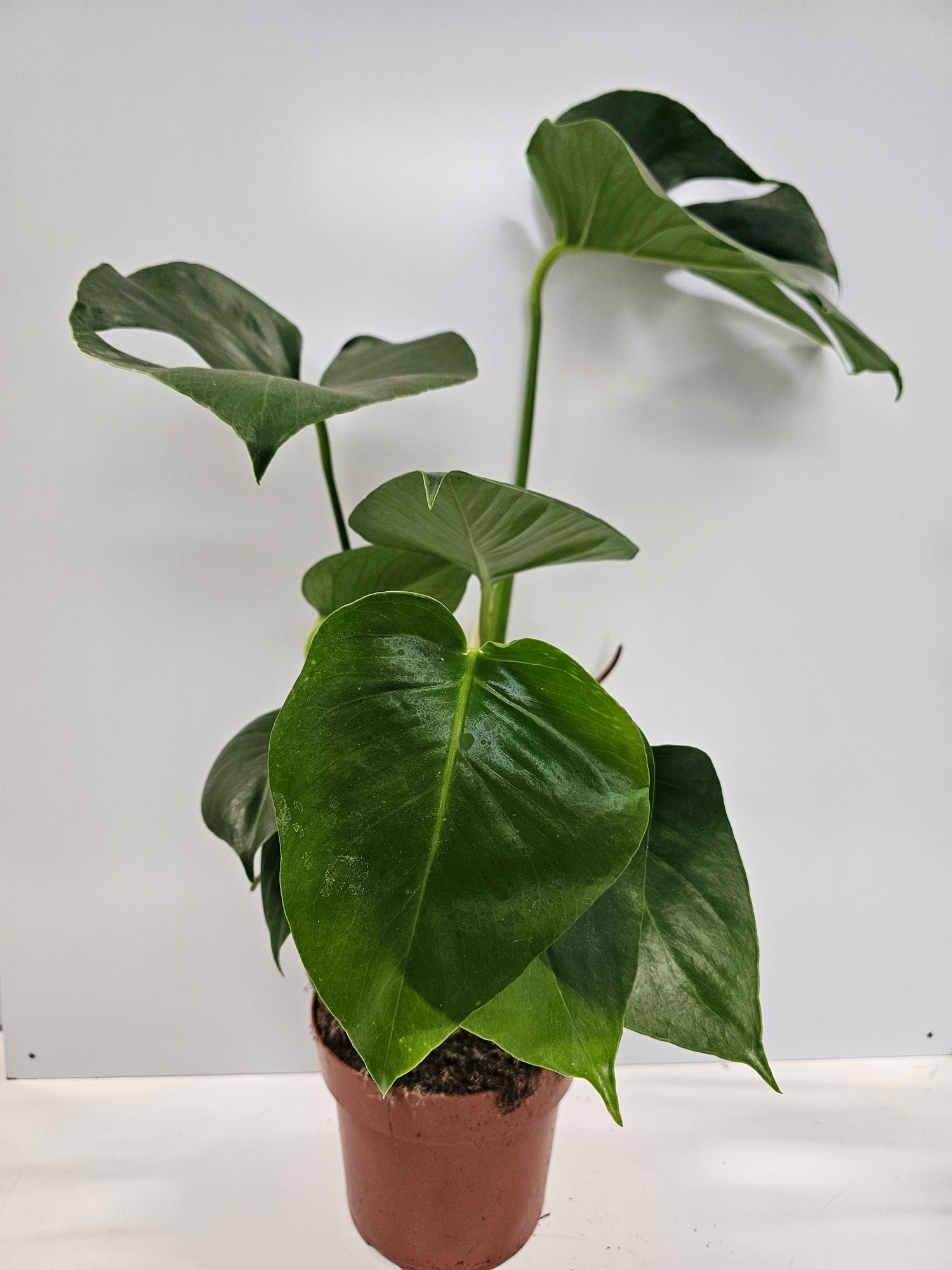 Monstera deliciosa