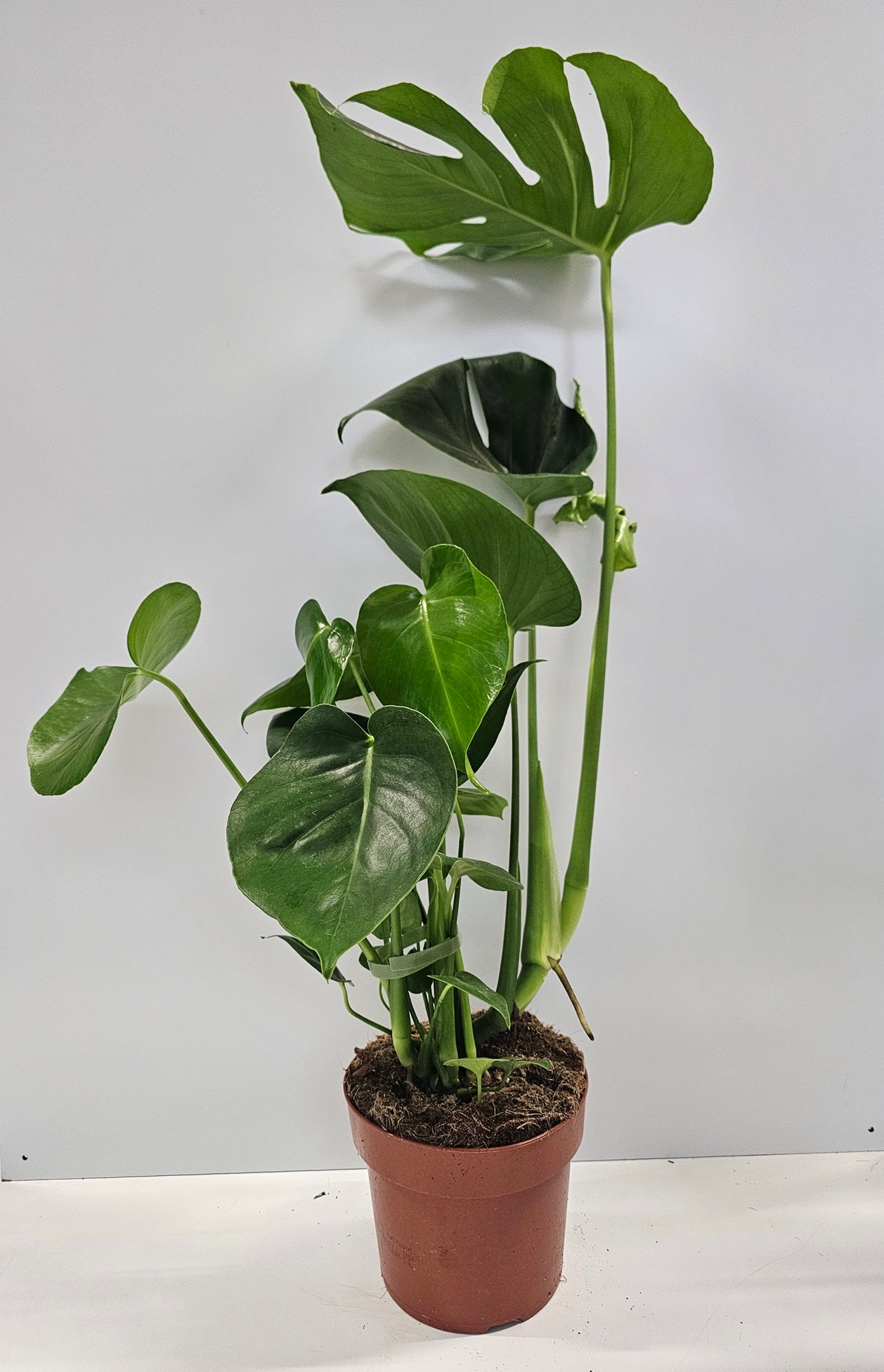 Monstera deliciosa