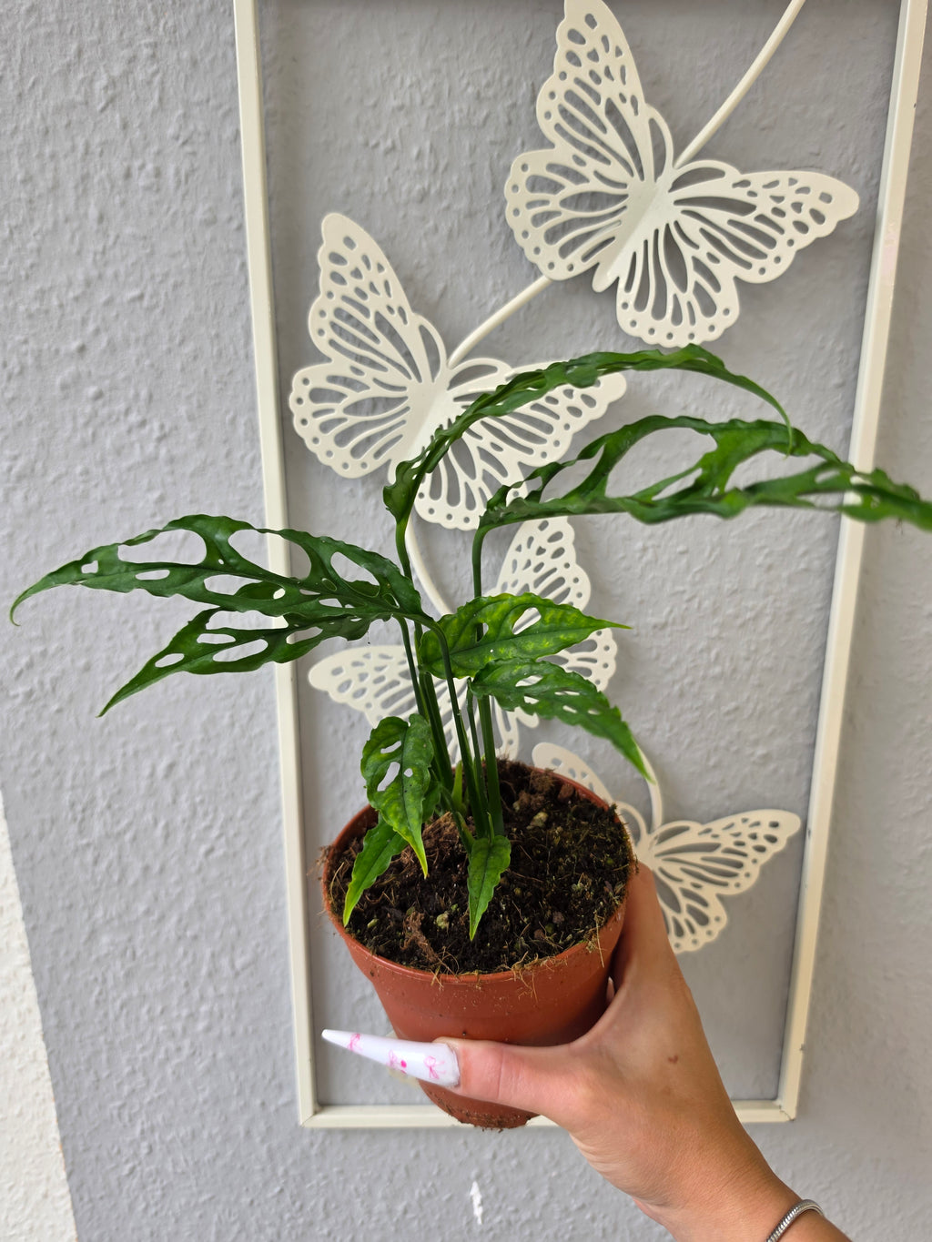 Monstera obliqua 'Peru', bekannt für Ihr Blatt, das überwiegend aus Löchern besteht