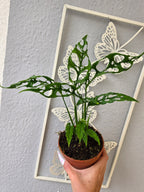 Monstera obliqua 'Peru'