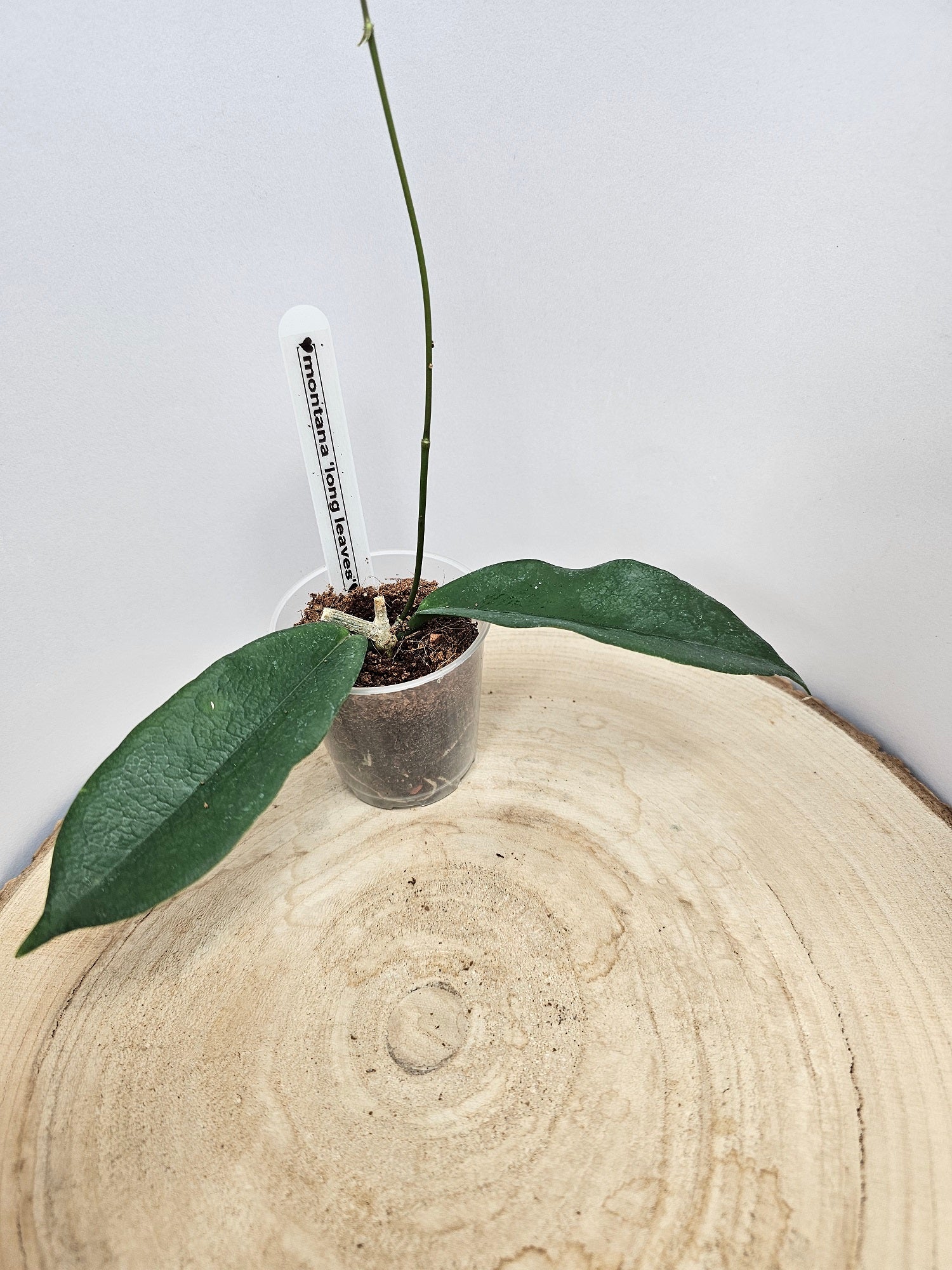 Hoya montana 'long leaves'