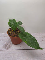 Hoya multiflora small leaves splash