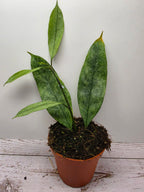 Hoya multiflora silver splash