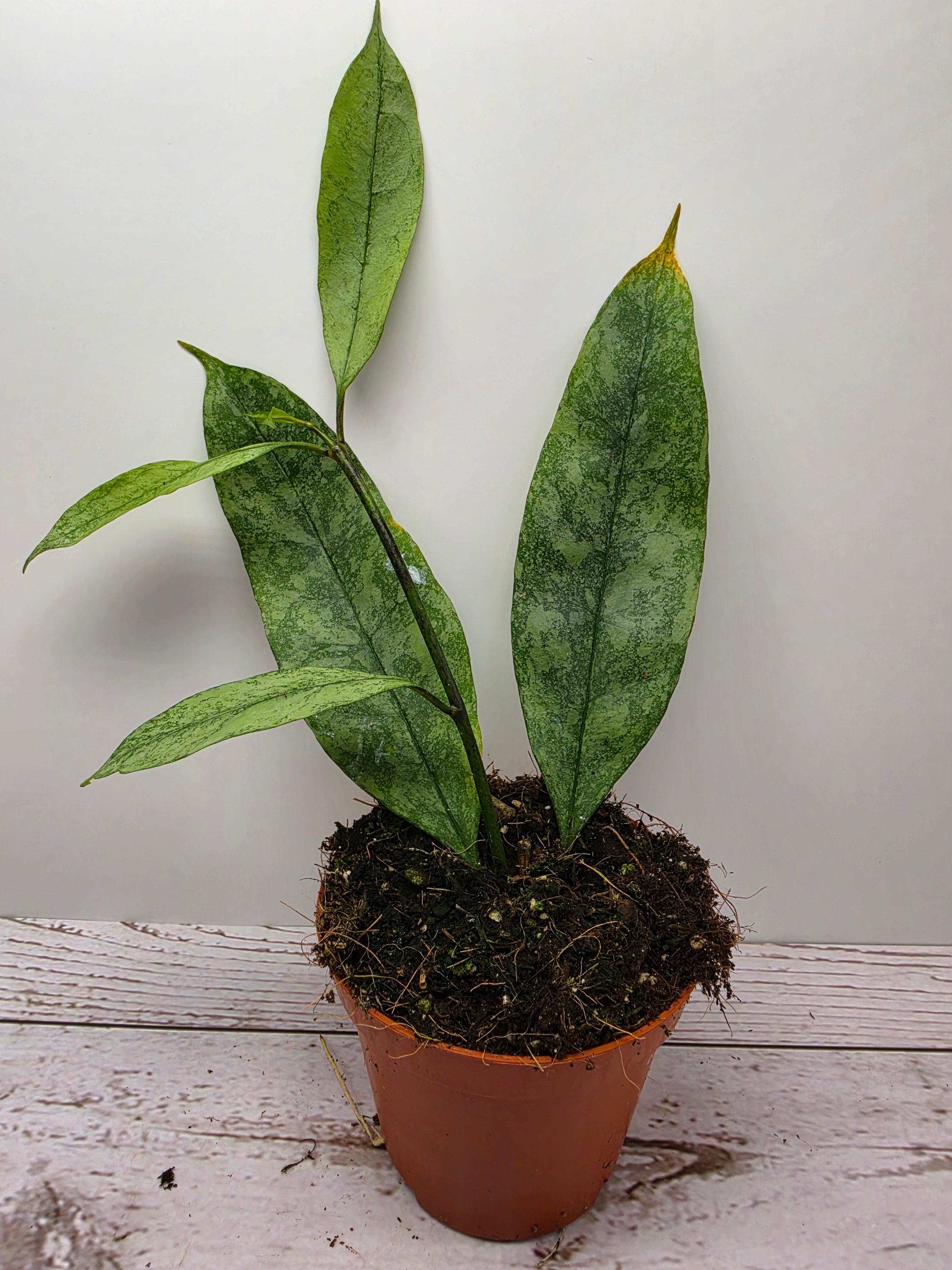 Hoya multiflora silver splash