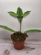 Hoya multiflora silver splash