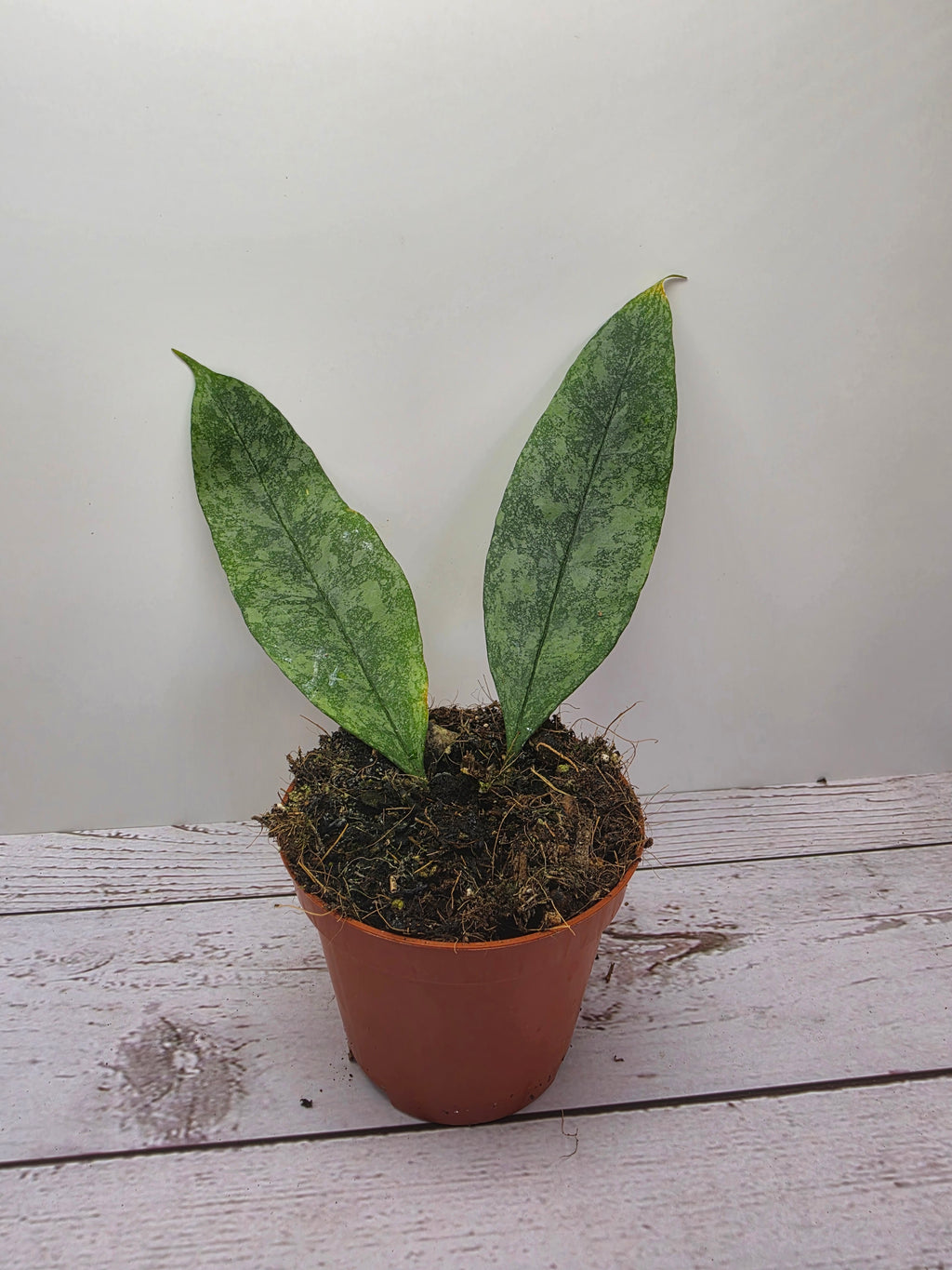 Hoya multiflora silver splash