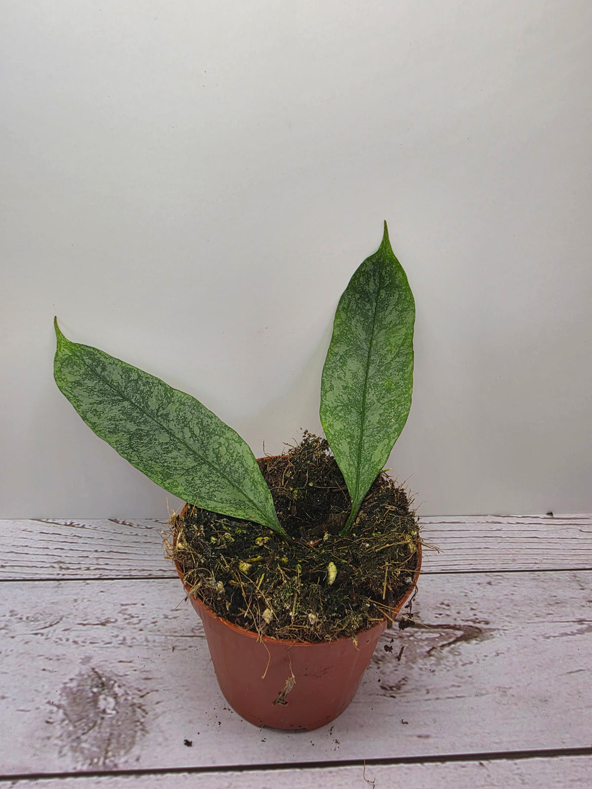 Hoya multiflora silver splash