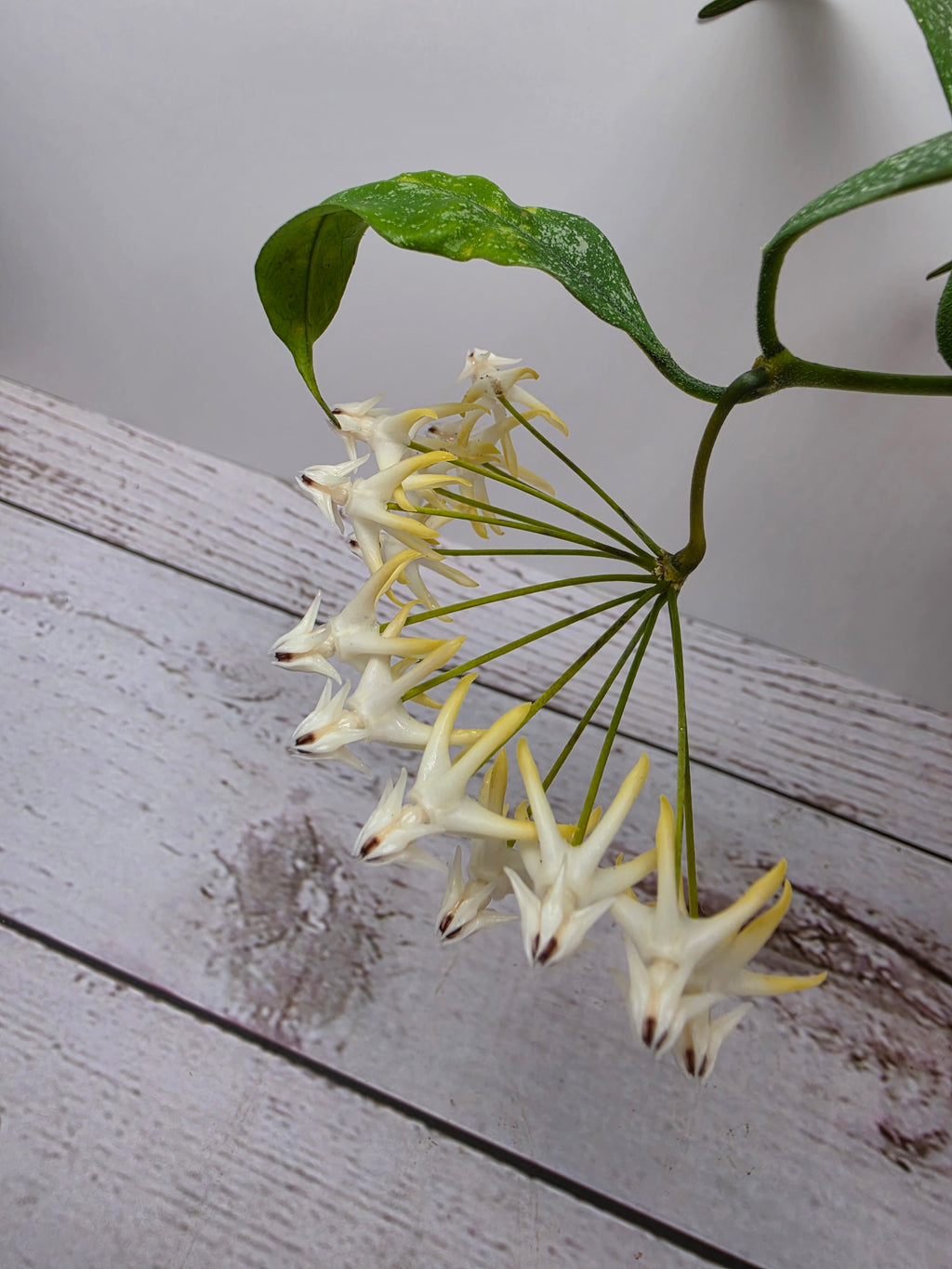 Hoya multiflora small leaves splash