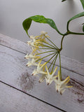Hoya multiflora small leaves splash