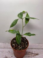Hoya multiflora small leaves splash