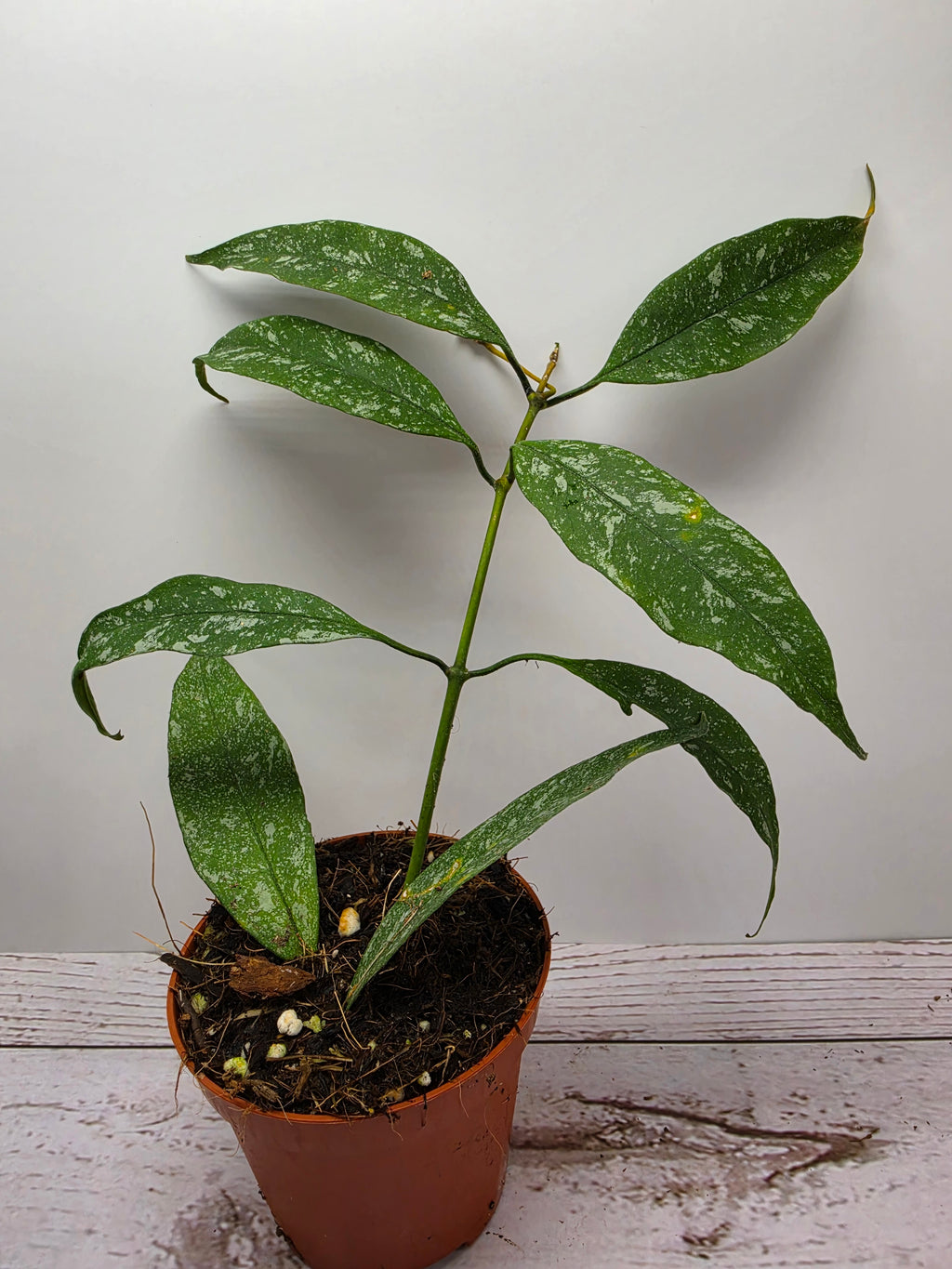 Hoya multiflora small leaves splash