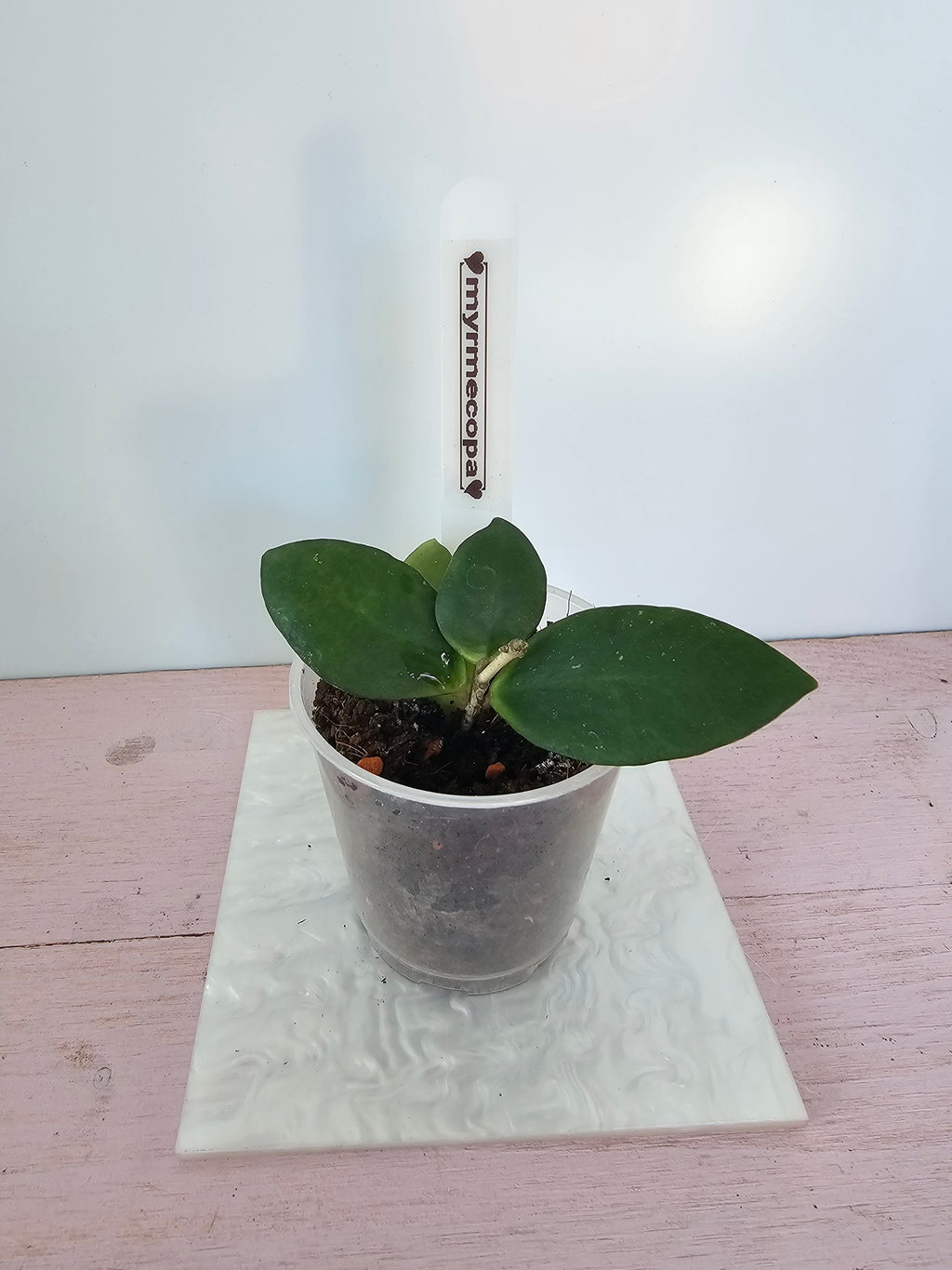 Hoya myrmecopa