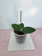 Hoya myrmecopa