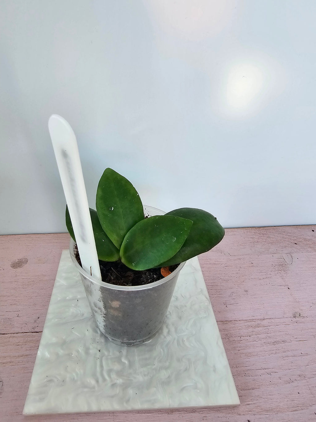 Hoya myrmecopa