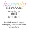Hoya mystery BOX - let's start-