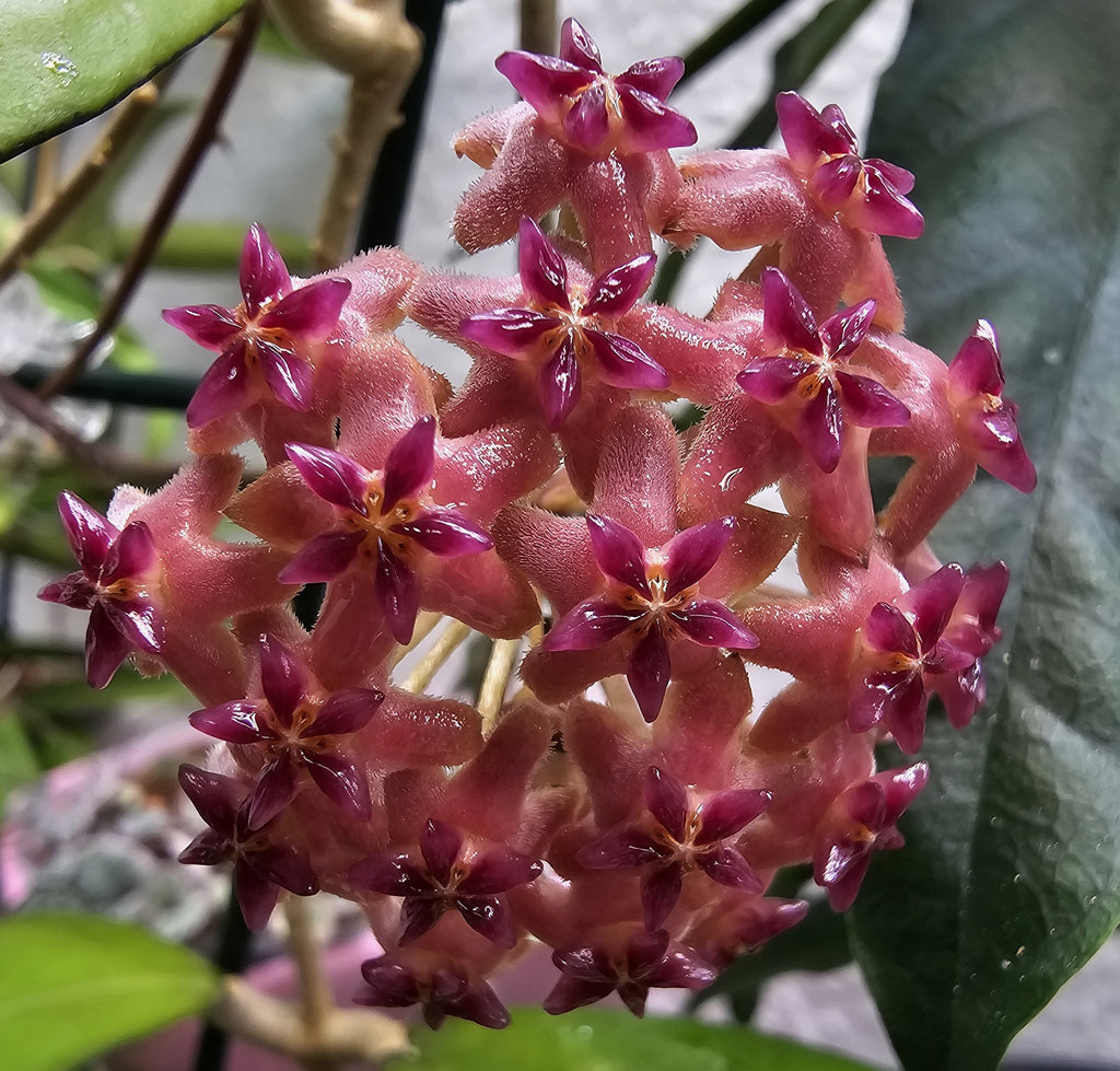 Hoya Nathalie