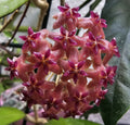 Hoya Nathalie