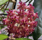 Hoya Nathalie