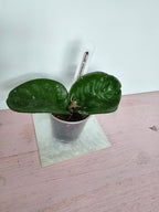Hoya carnosa no ID