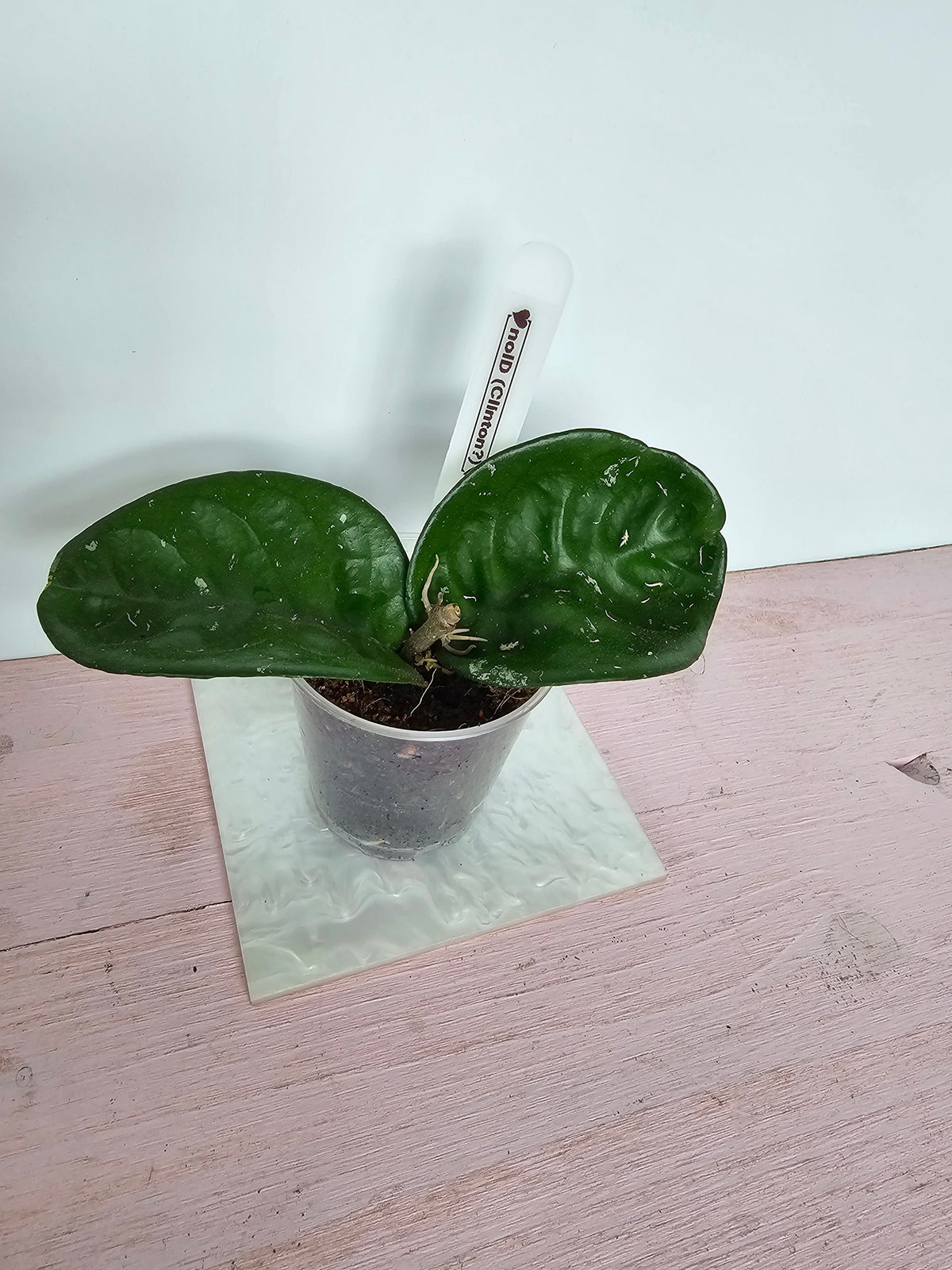 Hoya carnosa no ID