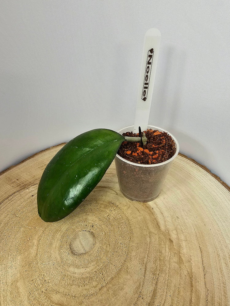 Hoya Noelle