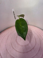 Hoya noID