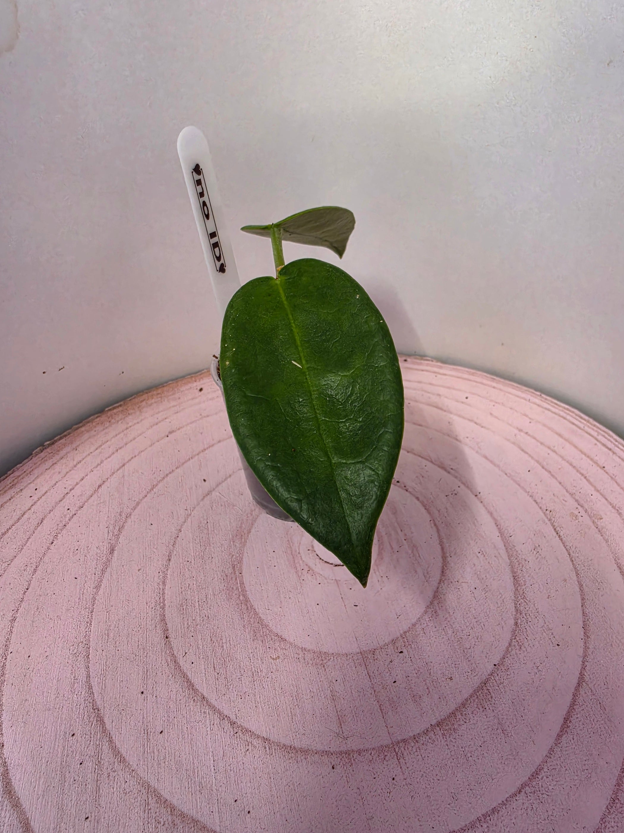 Hoya noID