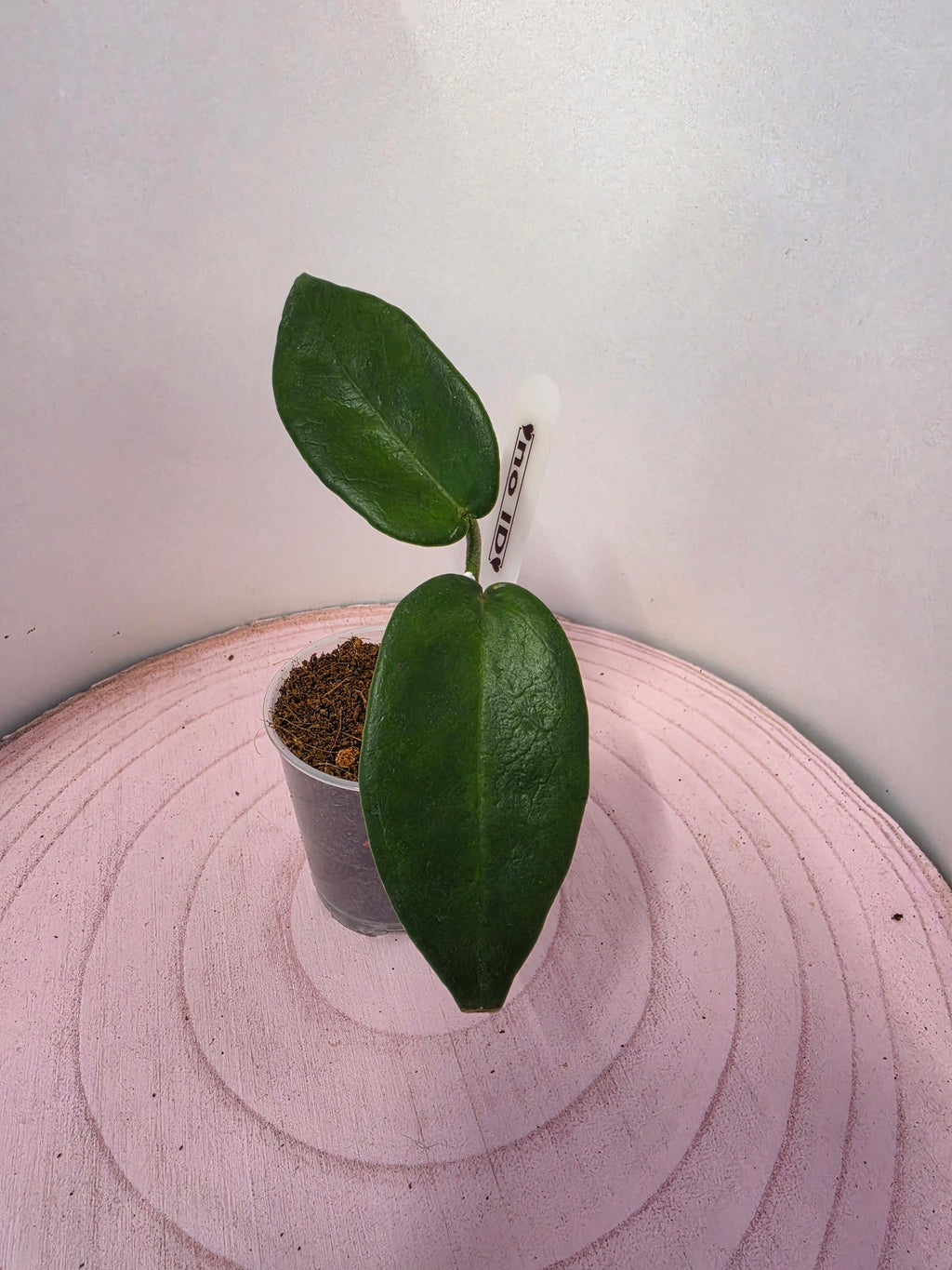 Hoya noID