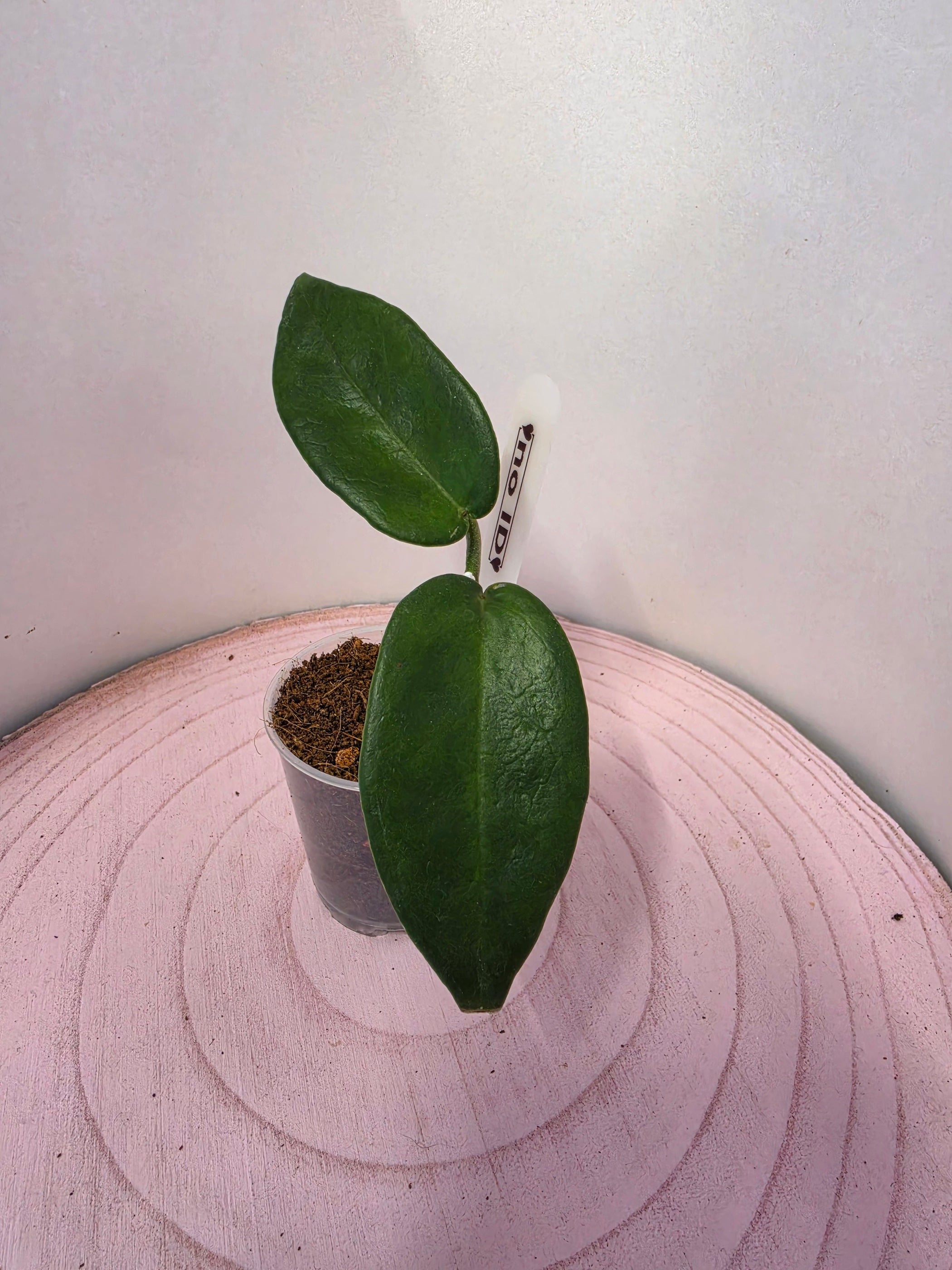 Hoya noID