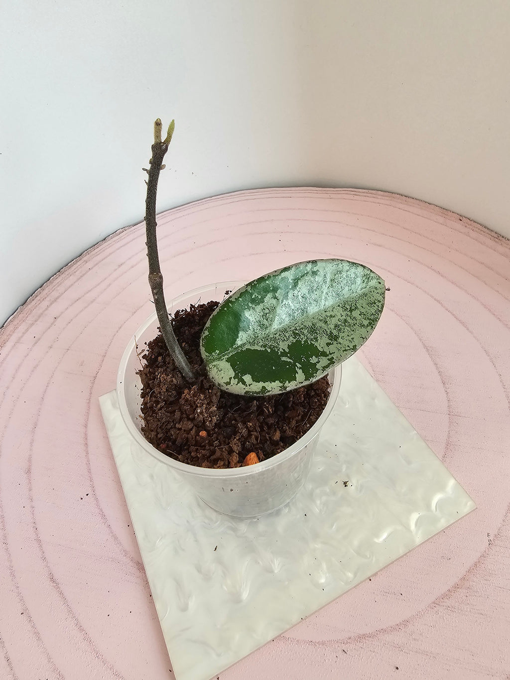 Hoya carnosa 'Nova Ghost'