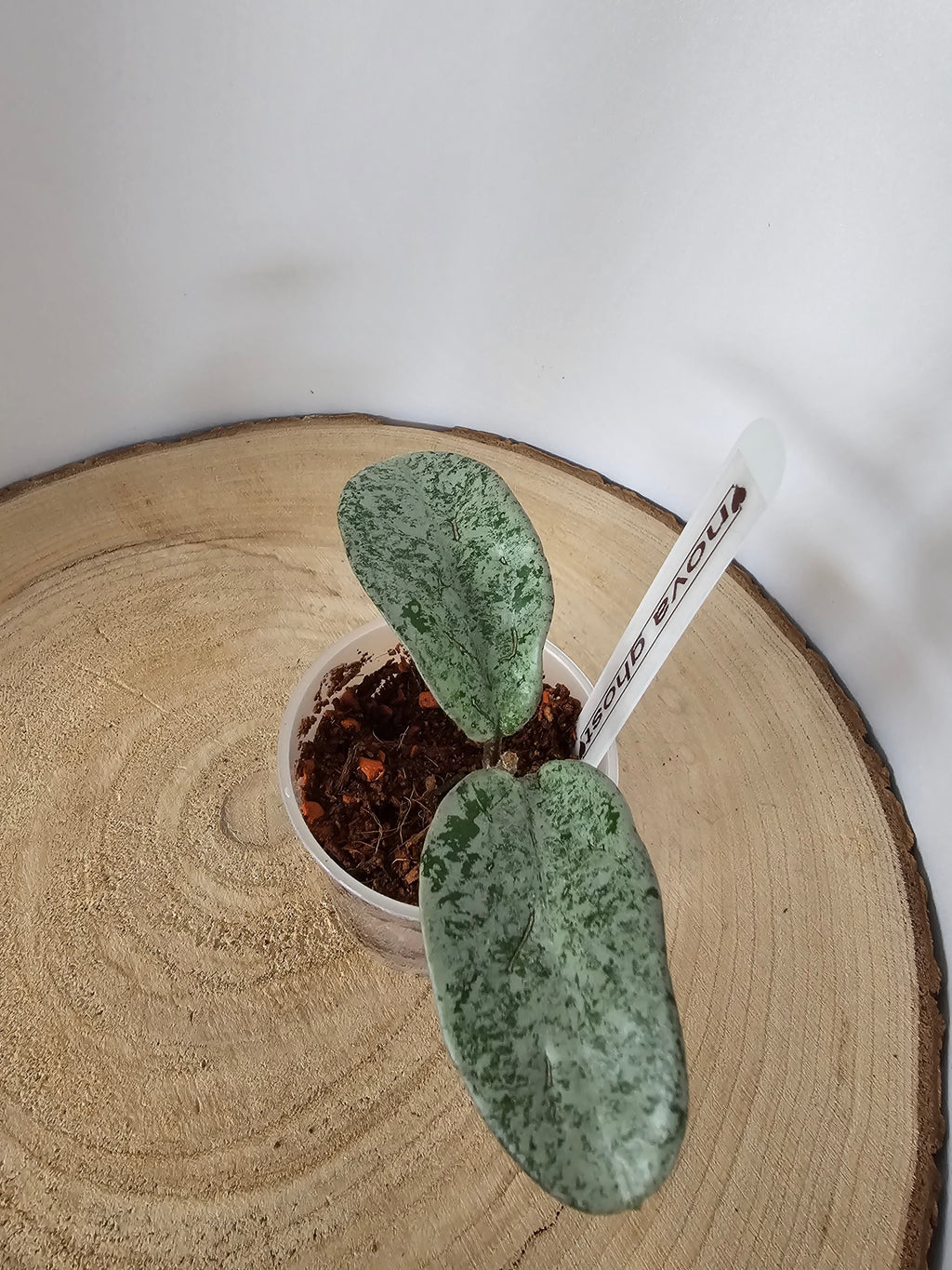 Hoya carnosa 'Nova Ghost'