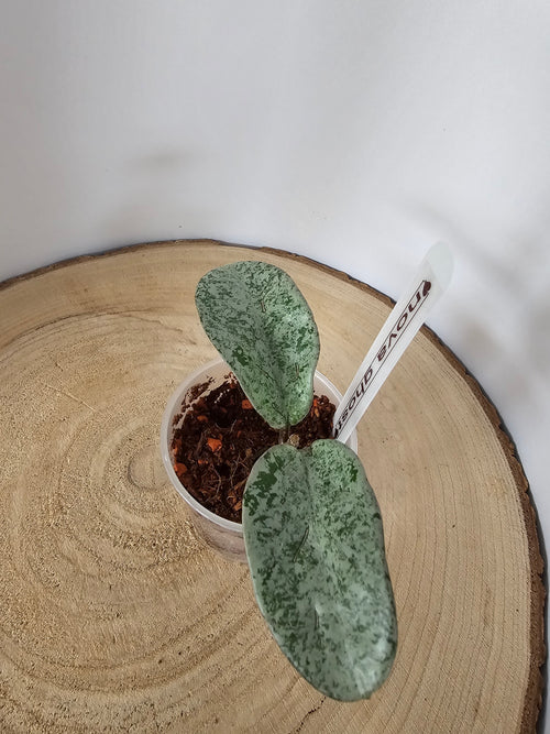 Hoya carnosa 'Nova Ghost'