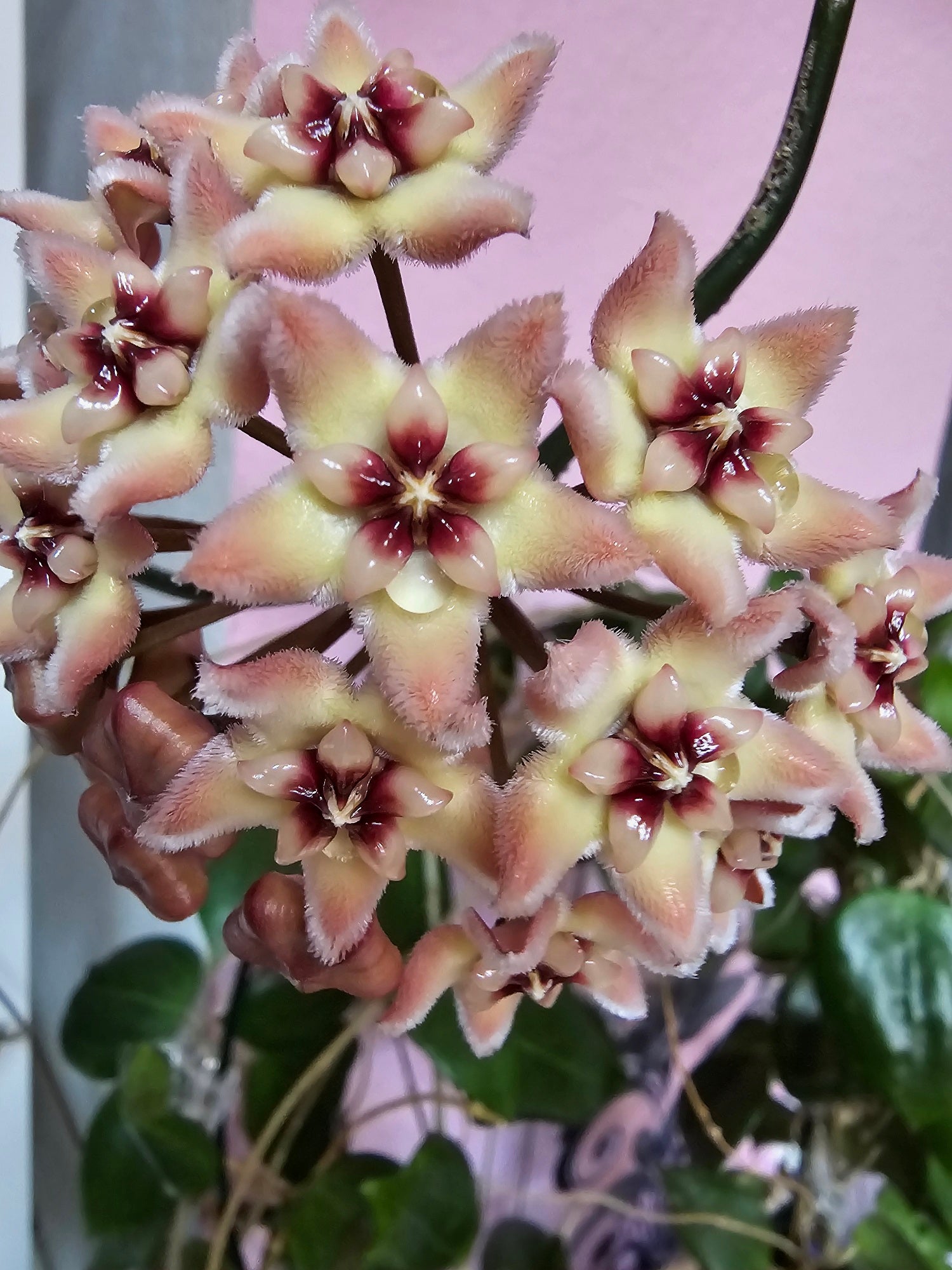 Hoya sp. NS 05-213 cutting