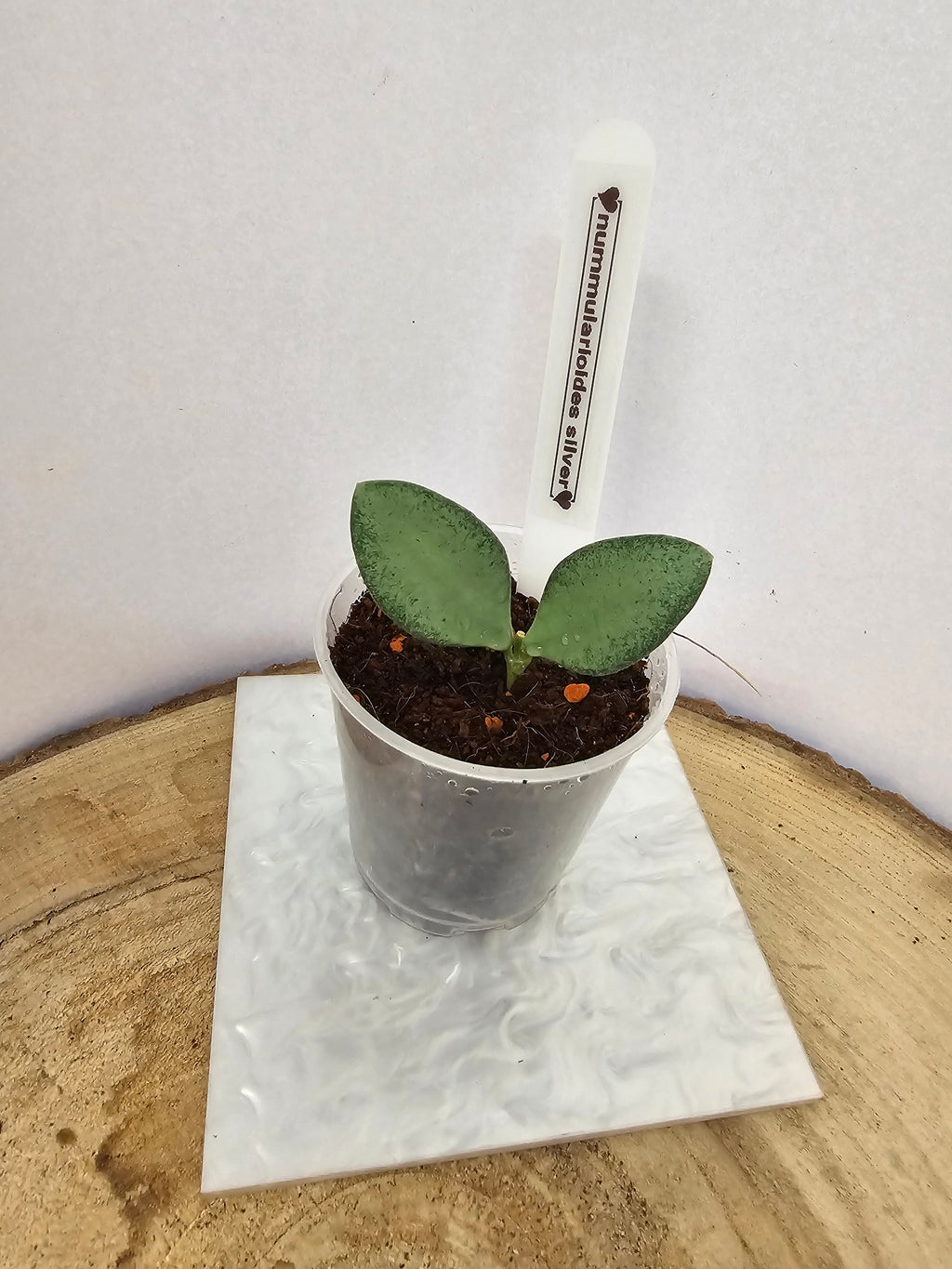 Hoya nummularioides silver