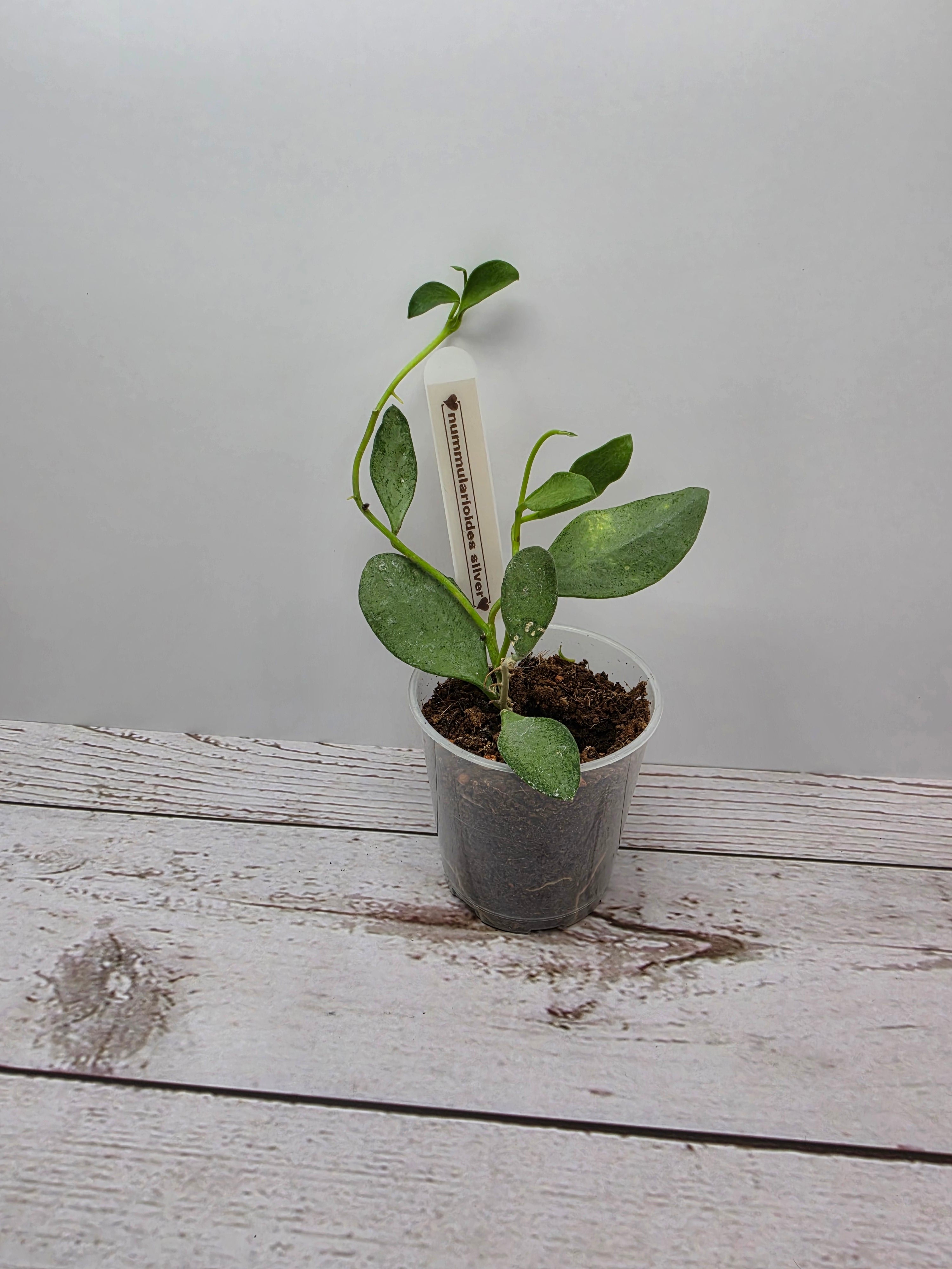 Hoya nummularioides silver