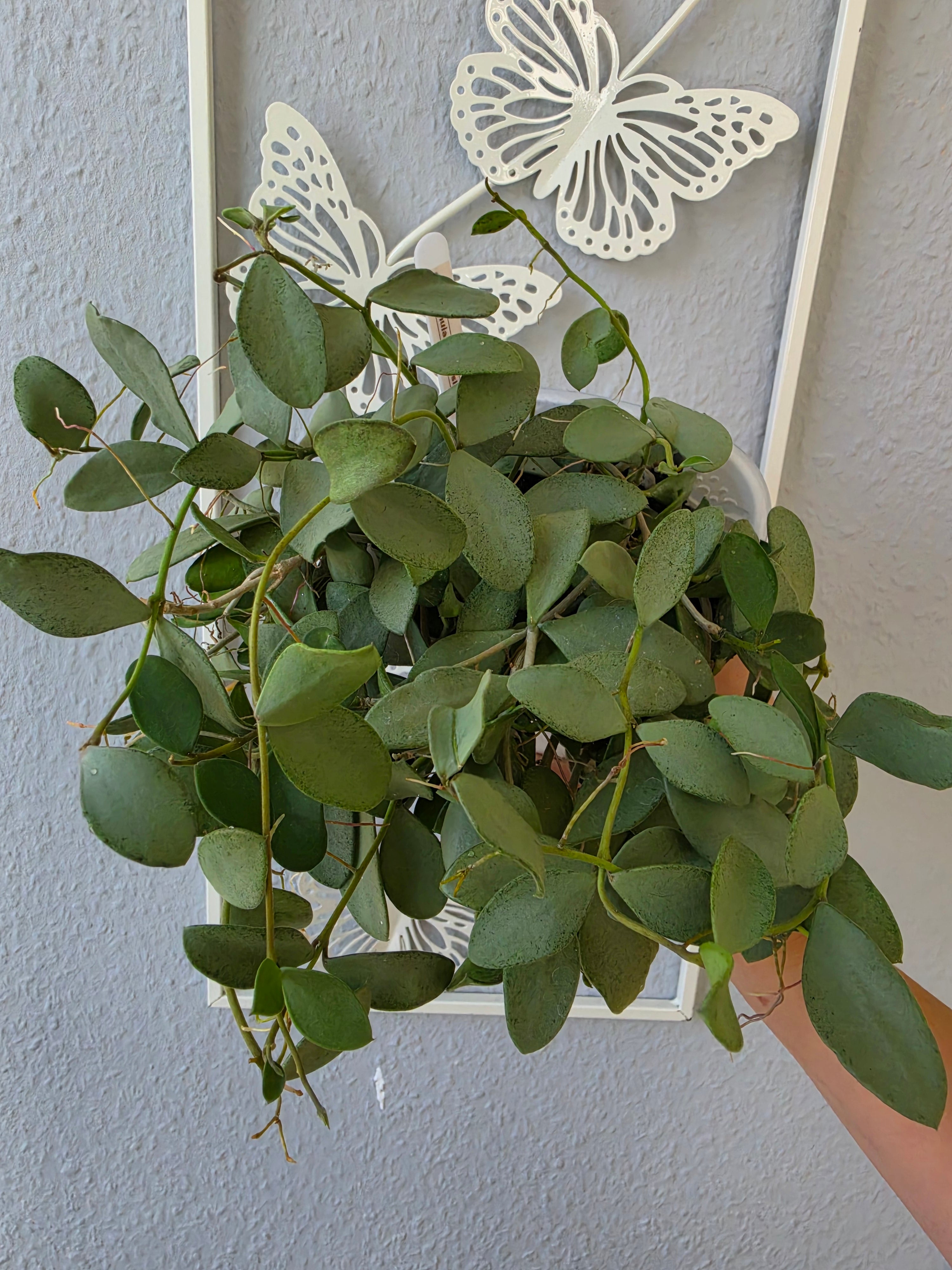 Hoya nummularioides silver cutting