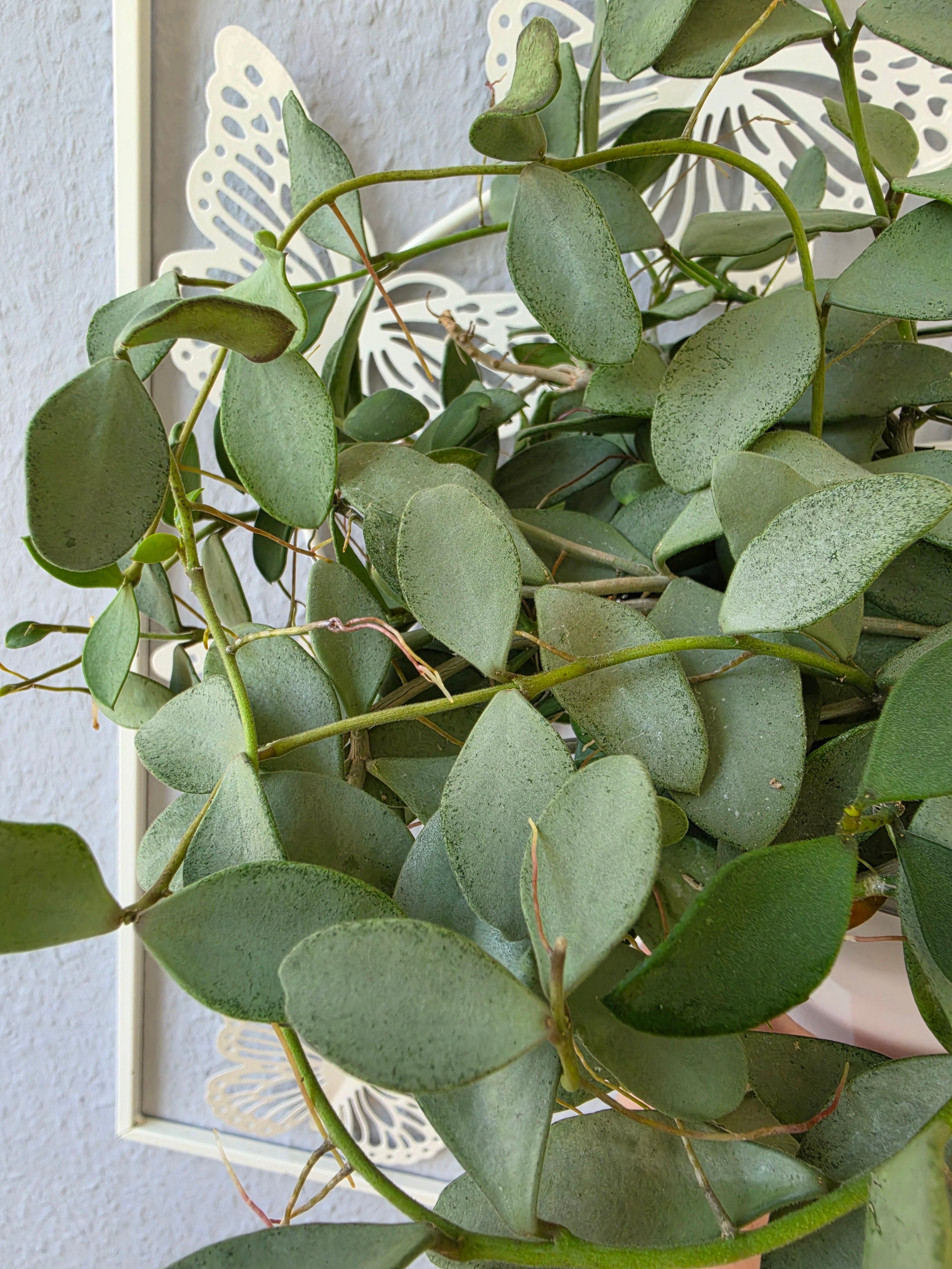 Hoya nummularioides silver cutting