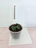 Hoya obcordata