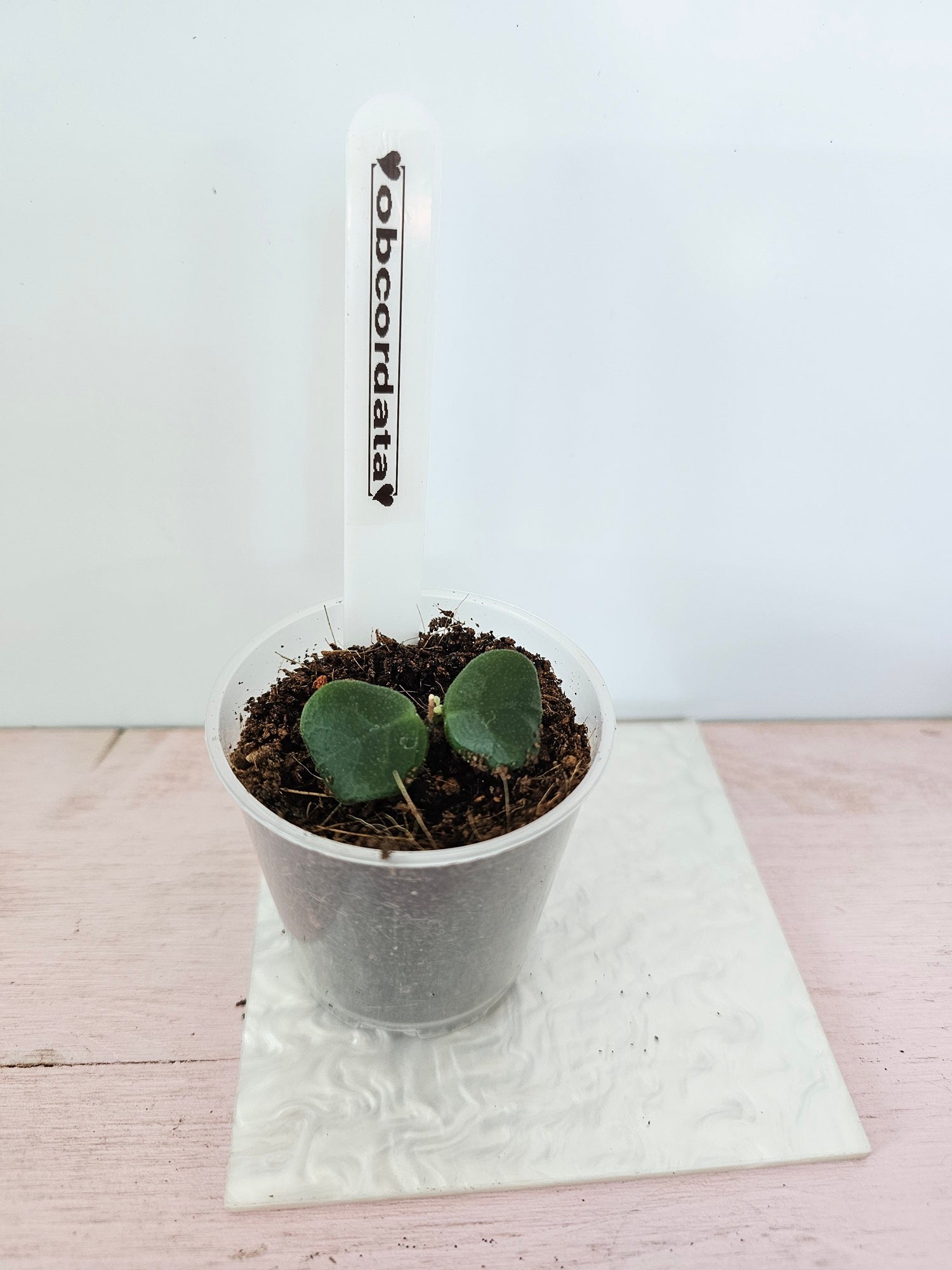 Hoya obcordata