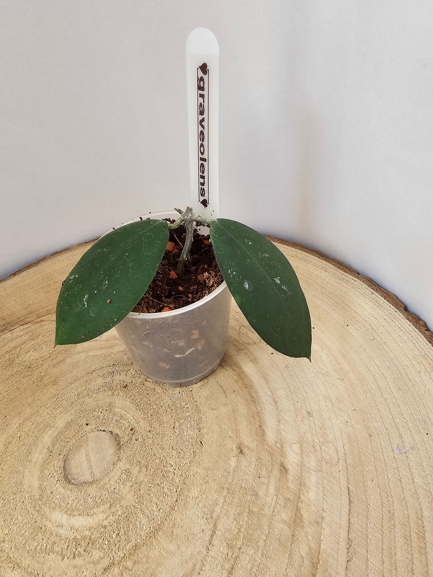Hoya oblongacutifolia former graveolens
