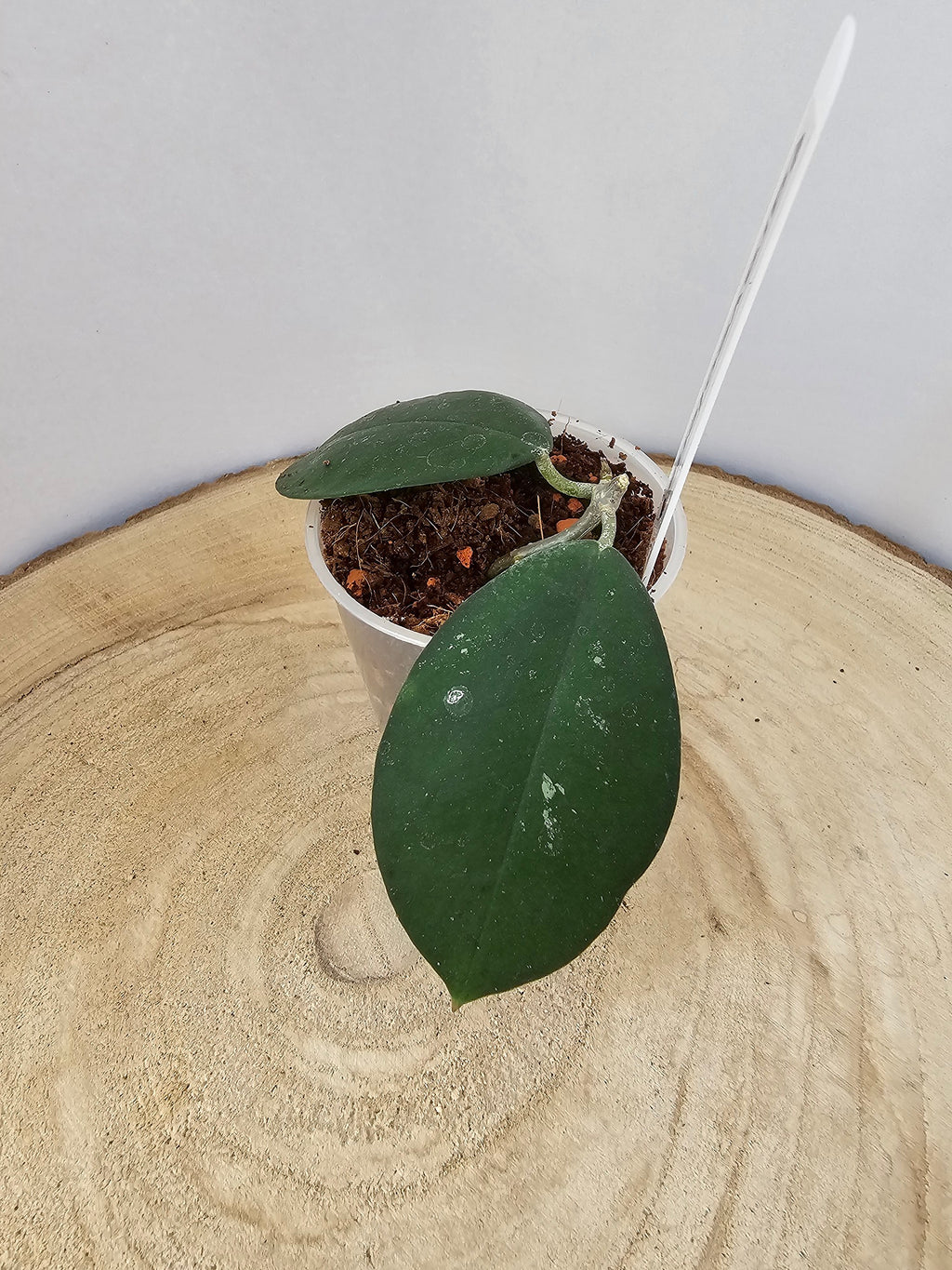 Hoya oblongacutifolia former graveolens