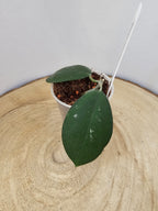 Hoya oblongacutifolia former graveolens