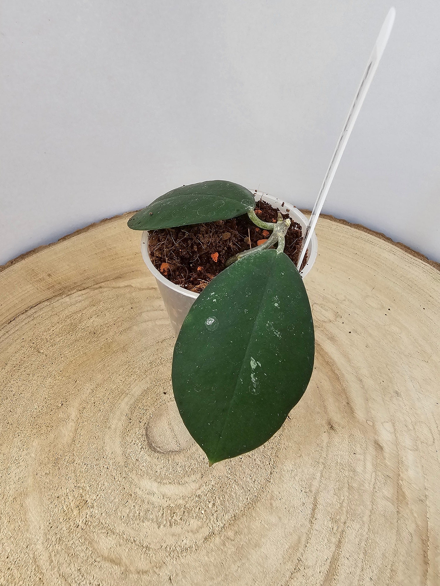 Hoya oblongacutifolia former graveolens