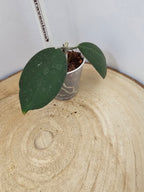 Hoya oblongacutifolia former graveolens