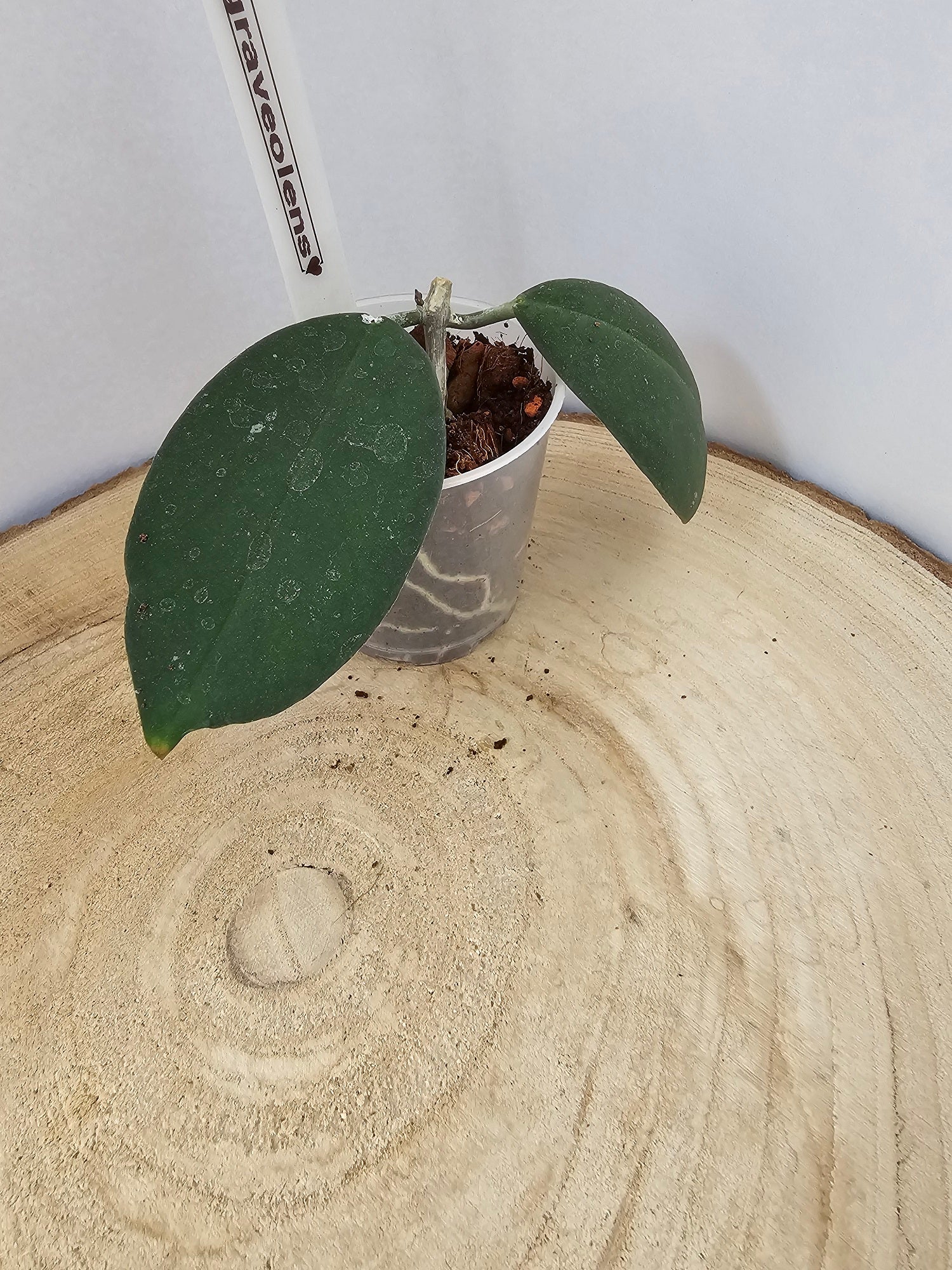 Hoya oblongacutifolia former graveolens