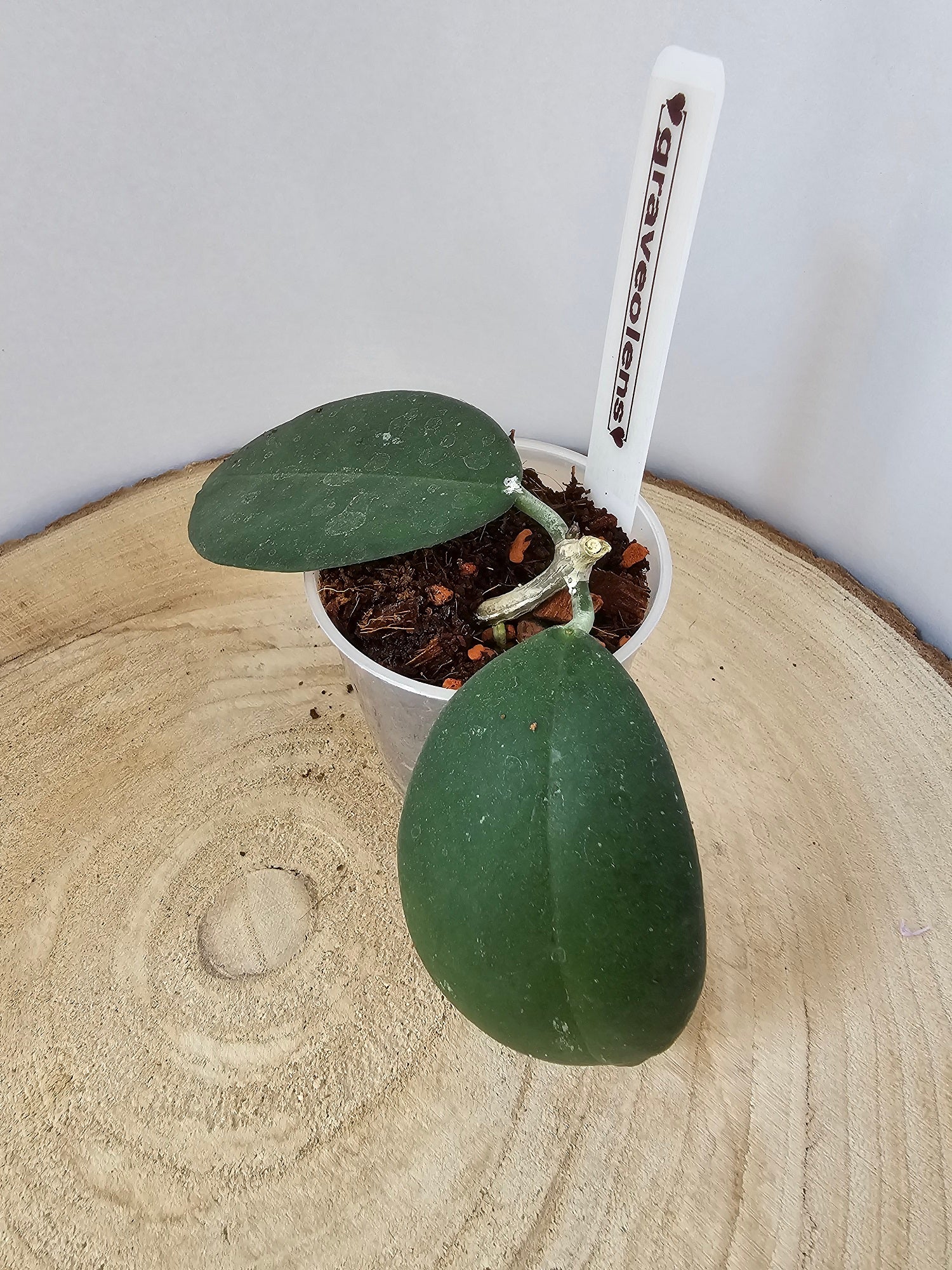 Hoya oblongacutifolia former graveolens